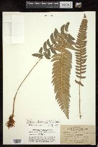 Polystichum californicum image