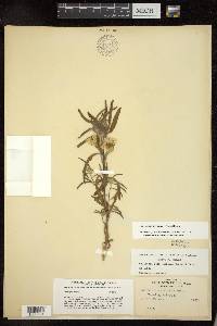 Oenothera serrulata image