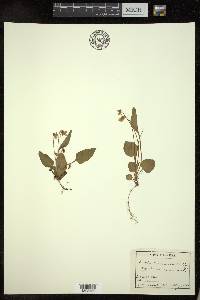 Viola primulifolia image