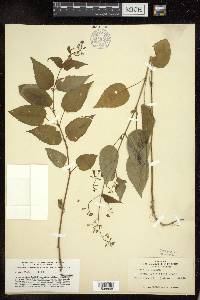 Circaea canadensis image