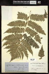 Dryopteris goldieana image