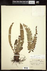 Polystichum lonchitis image