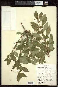 Fuchsia parviflora image