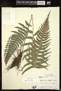 Blechnum occidentale image