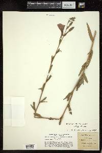 Oenothera stricta image