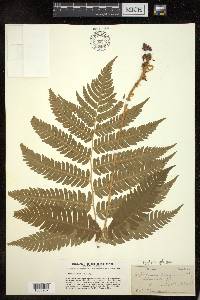 Dryopteris goldieana image