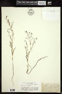 Gayophytum racemosum image