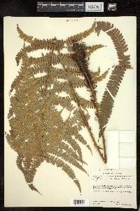 Polystichum distans image