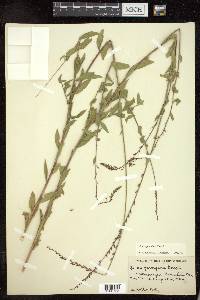 Oenothera curtiflora image