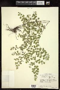 Adiantum tricholepis image