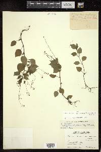 Circaea alpina image