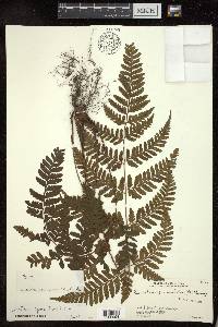 Dryopteris sparsa image