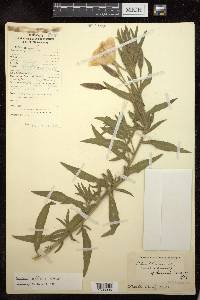 Oenothera affinis image