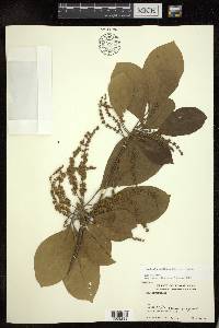 Terminalia bellirica image