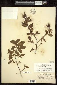 Vaccinium corymbosum var. atrococcum image