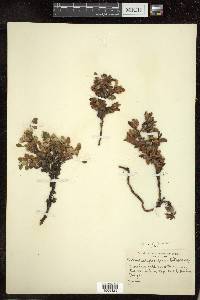 Arctostaphylos alpina image