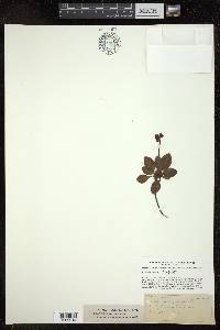 Pyrola picta image