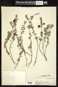 Vaccinium macrocarpon image