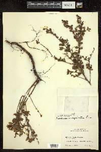 Vaccinium myrsinites image