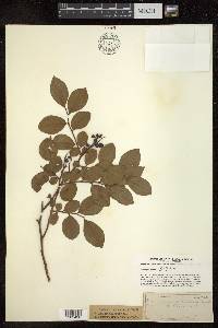 Vaccinium vacillans image