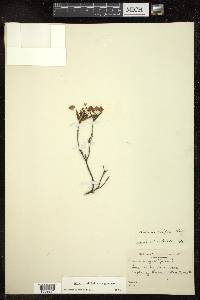 Kalmia polifolia image