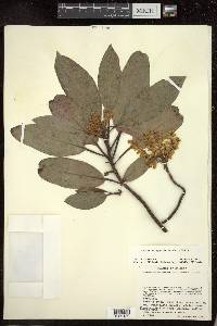 Arbutus xalapensis image