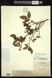 Vaccinium corymbosum var. amoenum image