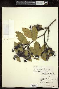 Garrya laurifolia subsp. laurifolia image