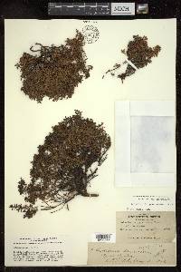 Loiseleuria procumbens image