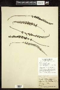 Cheilanthes mathewsii image