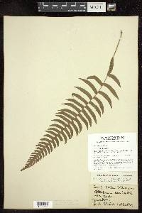 Blechnum occidentale image