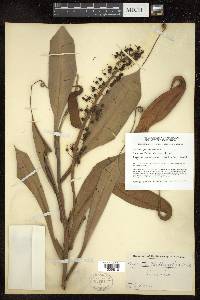 Nepenthes mirabilis image