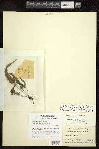 Lindsaea obtusa image