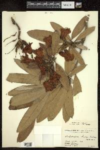 Rhododendron arboreum image