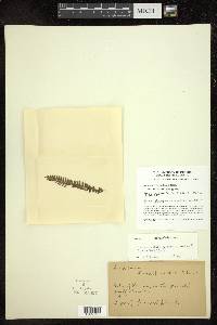 Lindsaea obtusa image