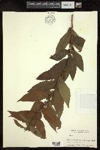 Image Associated With the Occurence