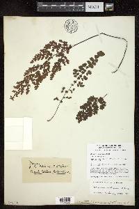 Adiantum raddianum image