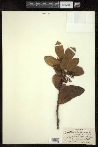 Gaultheria fragrantissima image