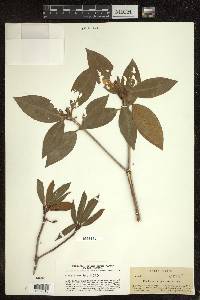 Rhododendron punctatum image