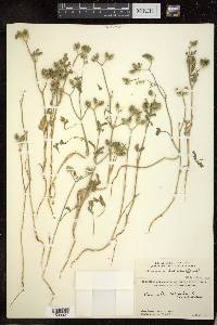 Caucalis latifolia image