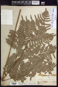 Pteridium aquilinum subsp. latiusculum image