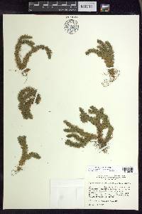 Huperzia porophila image