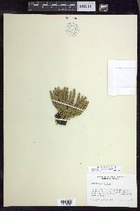 Huperzia selago image