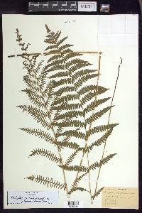 Thelypteris palustris var. pubescens image