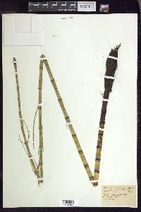 Equisetum fluviatile image