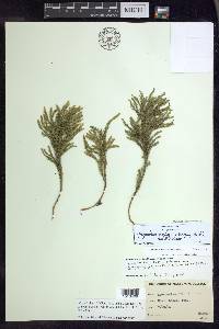 Dendrolycopodium hickeyi image