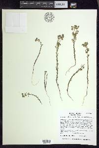 Euphorbia austrotexana var. austrotexana image
