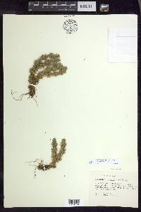 Huperzia × bartleyi image