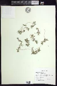 Euphorbia polygonifolia image