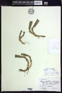 Huperzia selago image